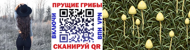 Псилоцибиновые грибы Psilocybe  Ялуторовск 